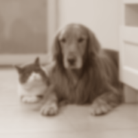 Pets